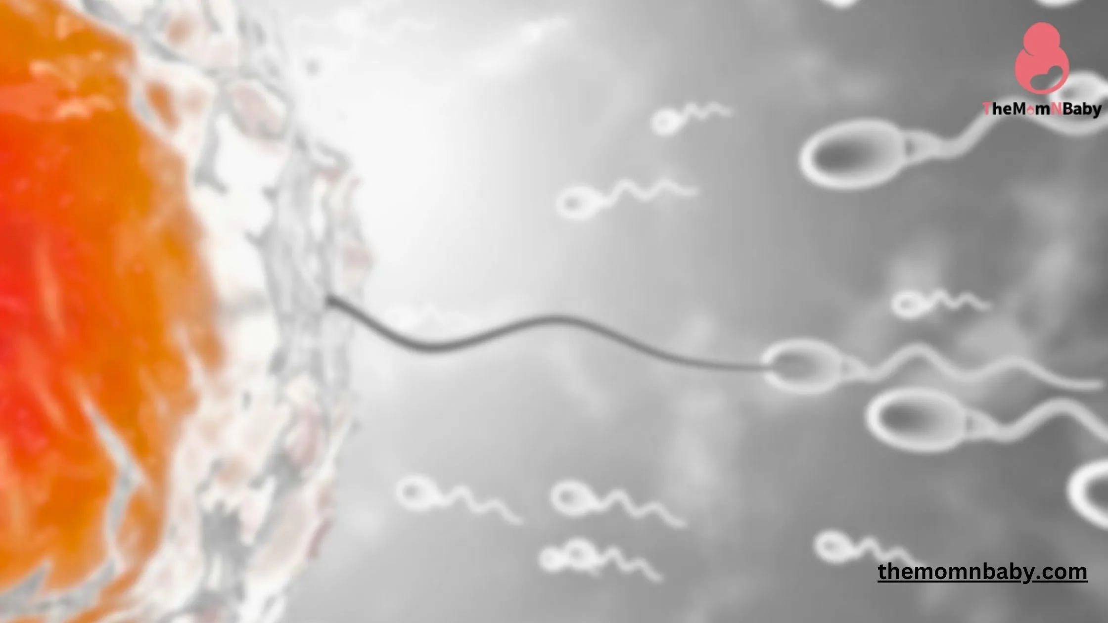 Understanding Male Fertility: Factors, Tests, and Solutions